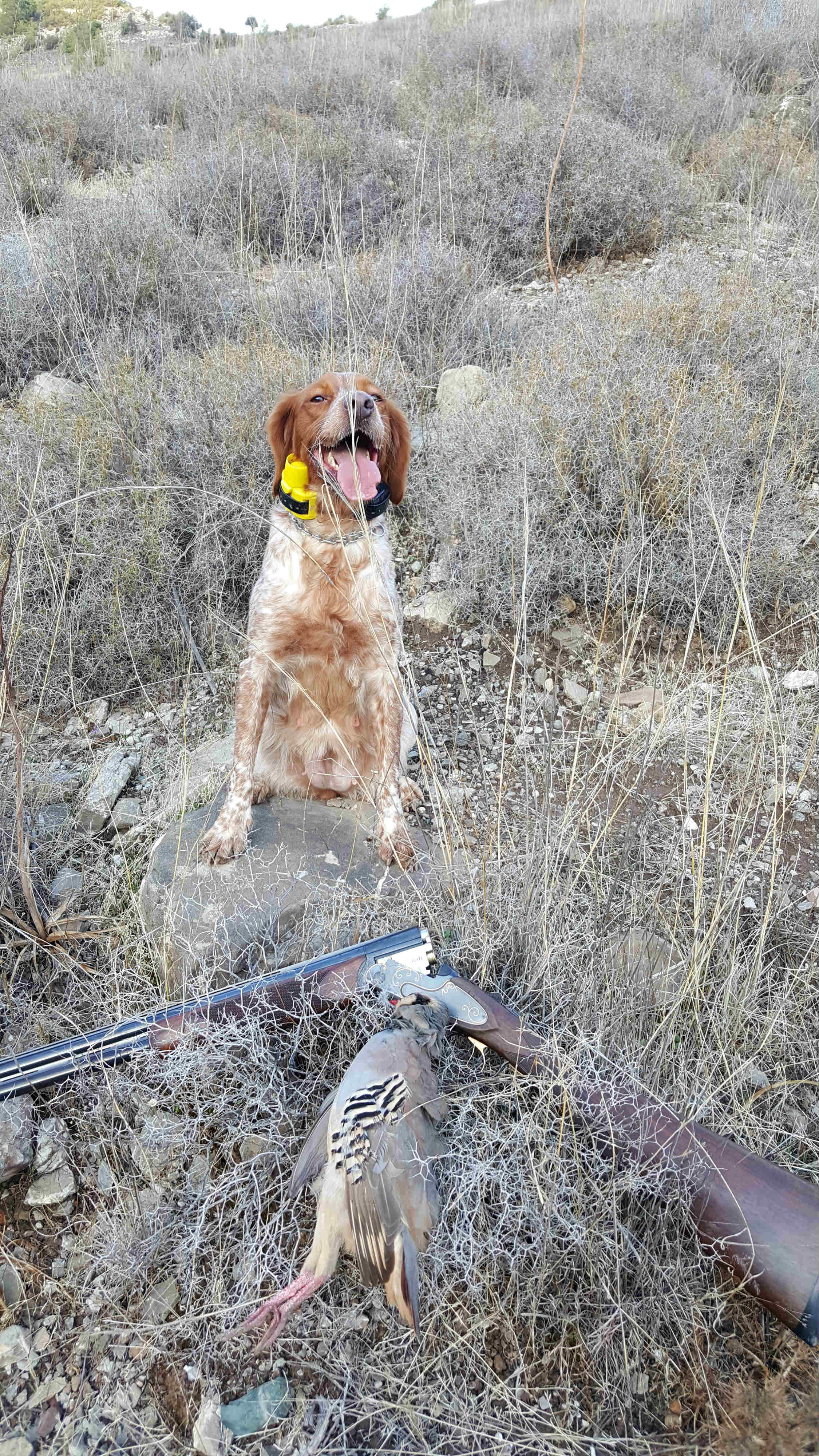 Cyprus Hunting Magazine Το κυνήγι της Πέρδικας